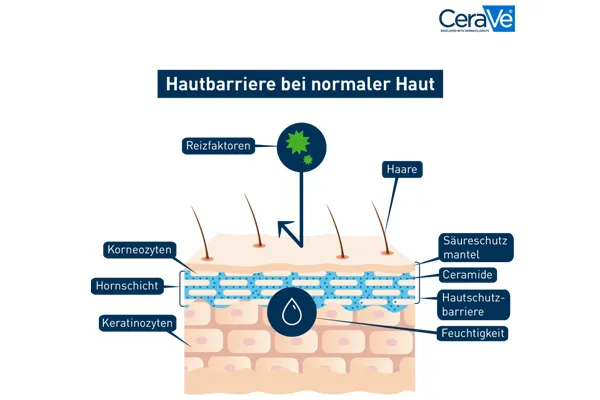 Aufbau der Hautbarriere bei einer normalen Haut im Querschnitt dargestellt